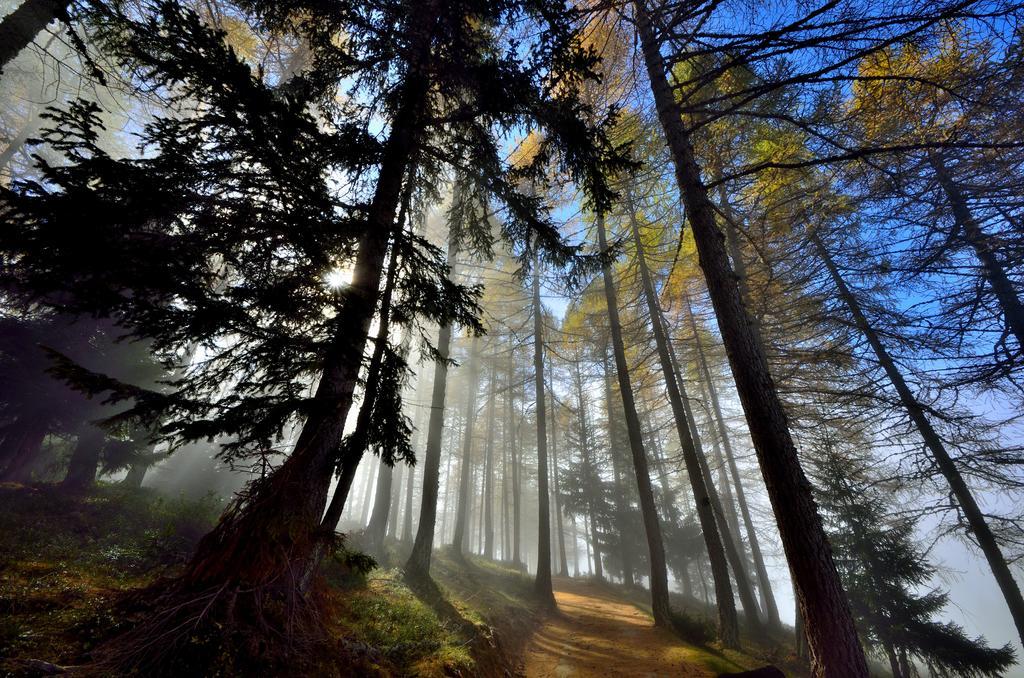 Le Coin Des Melezes - Nature & Trek - Camere In Baita Di Montagna Brusson Dış mekan fotoğraf